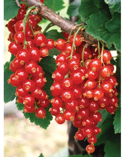 Порічка червона Цукрова (рання) | Ribes rubrum Tsukrova (early) | Смородина красная Сахарная (ранняя)