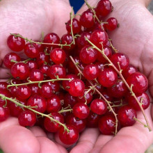 Порічка червона Цукрова (рання) | Ribes rubrum Tsukrova (early) | Смородина красная Сахарная (ранняя)