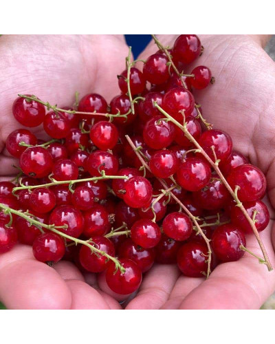 Порічка червона Цукрова (рання) | Ribes rubrum Tsukrova (early) | Смородина красная Сахарная (ранняя)