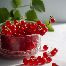 Порічка червона Цукрова (рання) | Ribes rubrum Tsukrova (early) | Смородина красная Сахарная (ранняя)