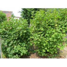 Порічка червона Цукрова (рання) | Ribes rubrum Tsukrova (early) | Смородина красная Сахарная (ранняя)