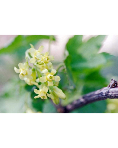 Порічка червона Цукрова (рання) | Ribes rubrum Tsukrova (early) | Смородина красная Сахарная (ранняя)