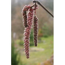 Фундук звичайний Сирена | Фундук обыкновенный Сирена | Corylus avellana Syrena