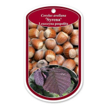 Фундук звичайний Сирена | Фундук обыкновенный Сирена | Corylus avellana Syrena