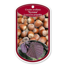 Фундук звичайний Сирена | Фундук обыкновенный Сирена | Corylus avellana Syrena