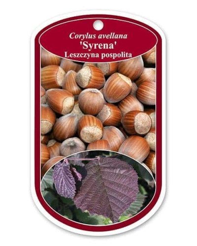 Фундук звичайний Сирена | Фундук обыкновенный Сирена | Corylus avellana Syrena