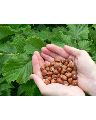 Фундук звичайний Род Зеллернут | Фундук обыкновенный Род Зеллернут | Corylus avellana Rode Zellernoot