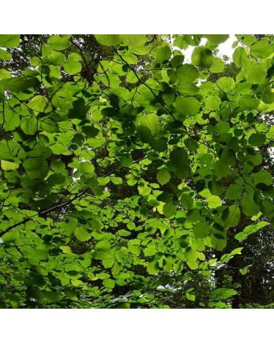 Фундук звичайний Долинянський | Фундук обыкновенный Долинянский | Corylus avellana Dolinansku