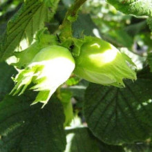 Фундук звичайний Долинянський | Фундук обыкновенный Долинянский | Corylus avellana Dolinansku
