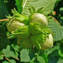 Фундук звичайний Долинянський | Фундук обыкновенный Долинянский | Corylus avellana Dolinansku