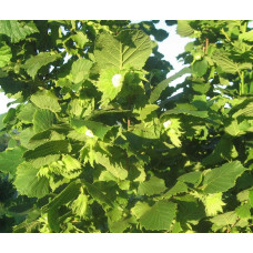Фундук звичайний Долинянський | Фундук обыкновенный Долинянский | Corylus avellana Dolinansku