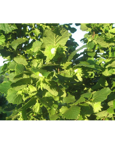 Фундук звичайний Долинянський | Фундук обыкновенный Долинянский | Corylus avellana Dolinansku