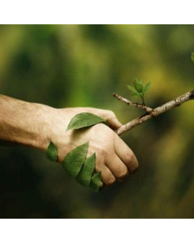 Горіх грецький Еліта Зелениці | Juglans regia Elita | Орех грецкий Элита Зеленицы