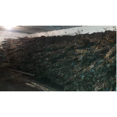 Горіх грецький Еліта Зелениці | Juglans regia Elita | Орех грецкий Элита Зеленицы