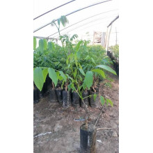 Горіх грецький Буковинський-2 | Juglans regia Bukovinskiy-2 | Орех грецкий Буковинский-2