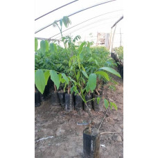 Горіх грецький Буковинський-2 | Juglans regia Bukovinskiy-2 | Орех грецкий Буковинский-2
