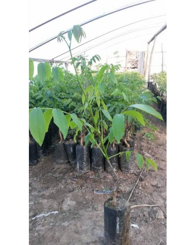 Горіх грецький Буковинський-2 | Juglans regia Bukovinskiy-2 | Орех грецкий Буковинский-2