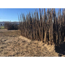 Горіх грецький Буковинський-2 | Juglans regia Bukovinskiy-2 | Орех грецкий Буковинский-2