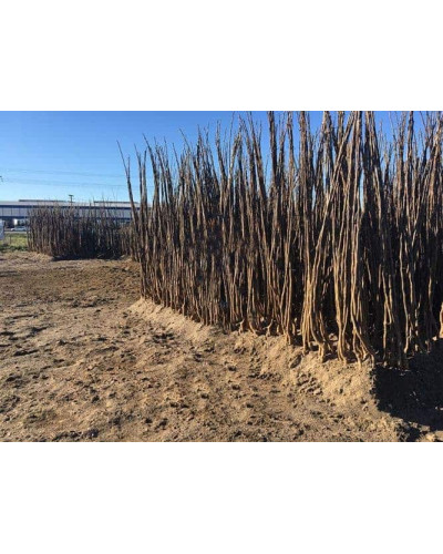 Горіх грецький Буковинський-2 | Juglans regia Bukovinskiy-2 | Орех грецкий Буковинский-2