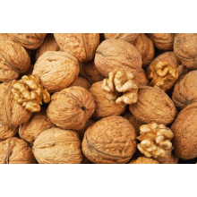 Горіх грецький Буковинський-2 | Juglans regia Bukovinskiy-2 | Орех грецкий Буковинский-2