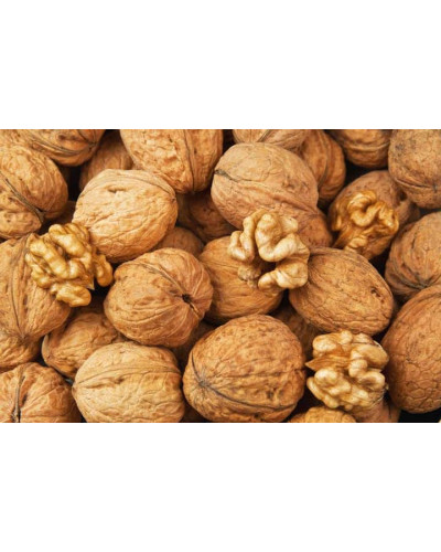 Горіх грецький Буковинський-2 | Juglans regia Bukovinskiy-2 | Орех грецкий Буковинский-2