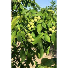 Горіх грецький (волоський) | Орех грецкий (волошский) | Juglans regia