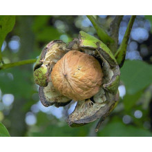 Горіх волоський Костюженський | Орех грецкий Костюженский | Juglans regia Costiujenii