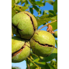 Горіх волоський Кодрене | Орех грецкий Кодрене | Juglans regia Codrene