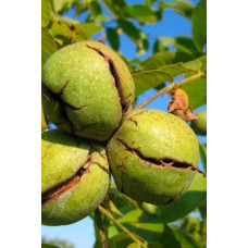 Горіх волоський Кодрене | Орех грецкий Кодрене | Juglans regia Codrene