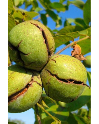 Горіх волоський Кодрене | Орех грецкий Кодрене | Juglans regia Codrene