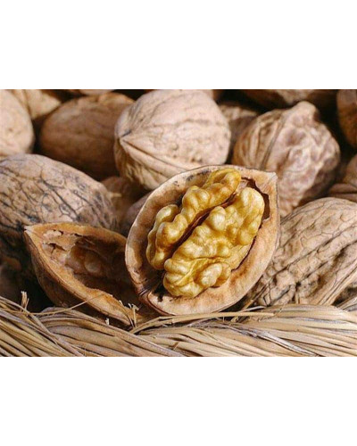 Горіх волоський Кодрене | Орех грецкий Кодрене | Juglans regia Codrene