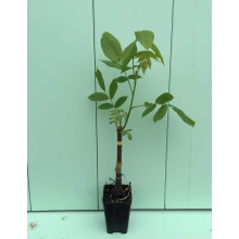 Горіх волоський Кодрене | Орех грецкий Кодрене | Juglans regia Codrene