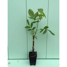 Горіх волоський Кодрене | Орех грецкий Кодрене | Juglans regia Codrene