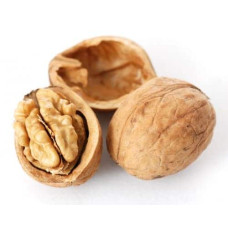 Горіх волоський Кодрене | Орех грецкий Кодрене | Juglans regia Codrene