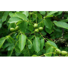 Горіх волоський Кодрене | Орех грецкий Кодрене | Juglans regia Codrene