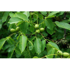 Горіх волоський Кодрене | Орех грецкий Кодрене | Juglans regia Codrene