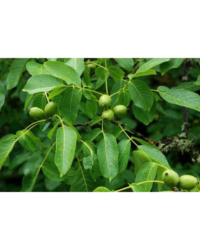 Горіх волоський Кодрене | Орех грецкий Кодрене | Juglans regia Codrene