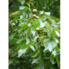 Горіх волоський Кодрене | Орех грецкий Кодрене | Juglans regia Codrene