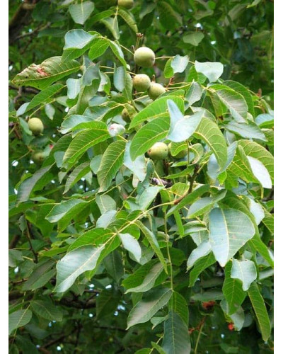 Горіх волоський Кодрене | Орех грецкий Кодрене | Juglans regia Codrene