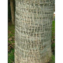 Горіх волоський Кодрене | Орех грецкий Кодрене | Juglans regia Codrene