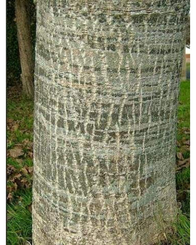 Горіх волоський Кодрене | Орех грецкий Кодрене | Juglans regia Codrene