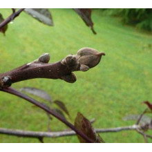 Горіх волоський Кодрене | Орех грецкий Кодрене | Juglans regia Codrene