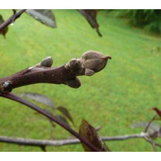 Горіх волоський Кодрене | Орех грецкий Кодрене | Juglans regia Codrene