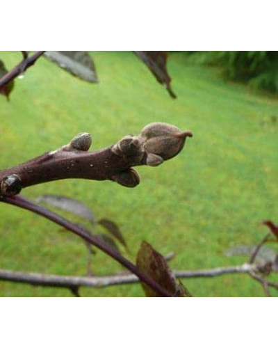 Горіх волоський Кодрене | Орех грецкий Кодрене | Juglans regia Codrene