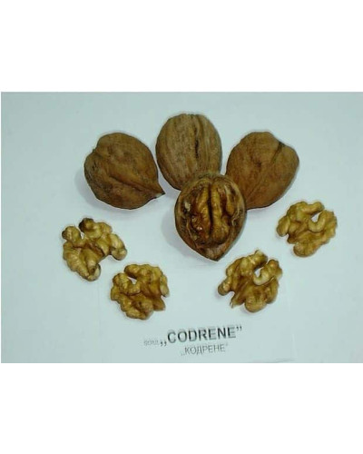 Горіх волоський Кодрене | Орех грецкий Кодрене | Juglans regia Codrene