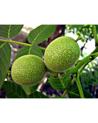 Горіх волоський Казаку | Орех грецкий Казаку | Juglans regia Cazacu
