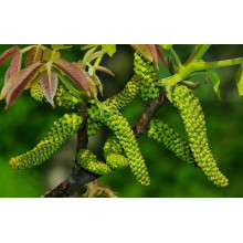 Горіх волоський Казаку | Орех грецкий Казаку | Juglans regia Cazacu