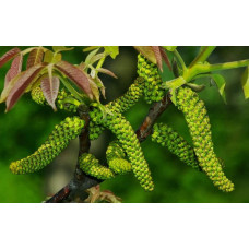 Горіх волоський Казаку | Орех грецкий Казаку | Juglans regia Cazacu