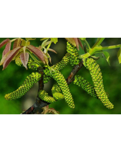 Горіх волоський Казаку | Орех грецкий Казаку | Juglans regia Cazacu