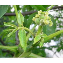 Горіх волоський Казаку | Орех грецкий Казаку | Juglans regia Cazacu